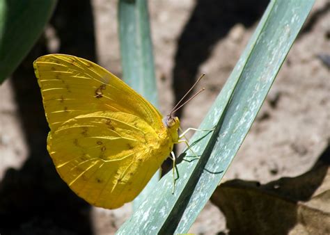 borboleta amarela-4